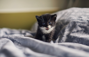침대 위에서 우는 아기 고양이