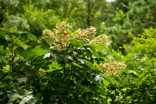 특색 있고 아름다운 민간 정원 30선 추천 여행 - 14. 고성 그레이스 정원