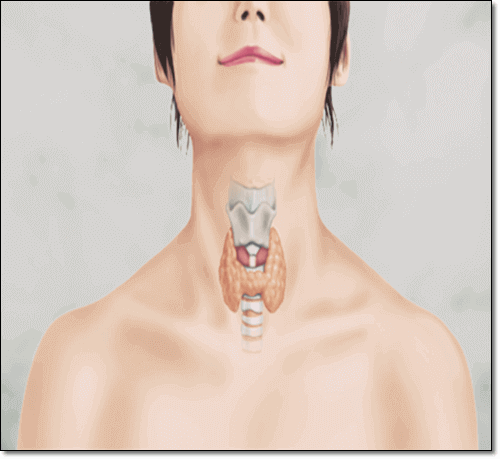 갑상선 이미지