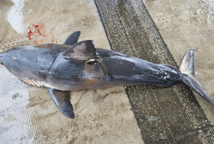 동해안에서 발견된 상어 사체