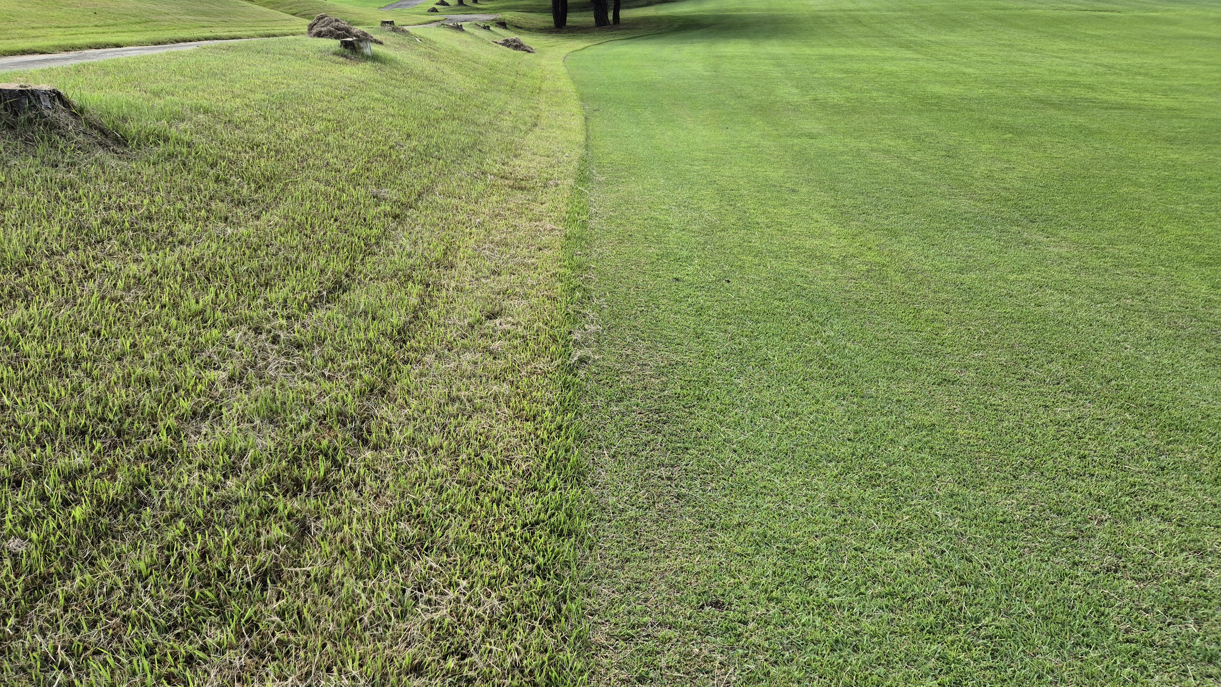 도고cc 코스 관리상태