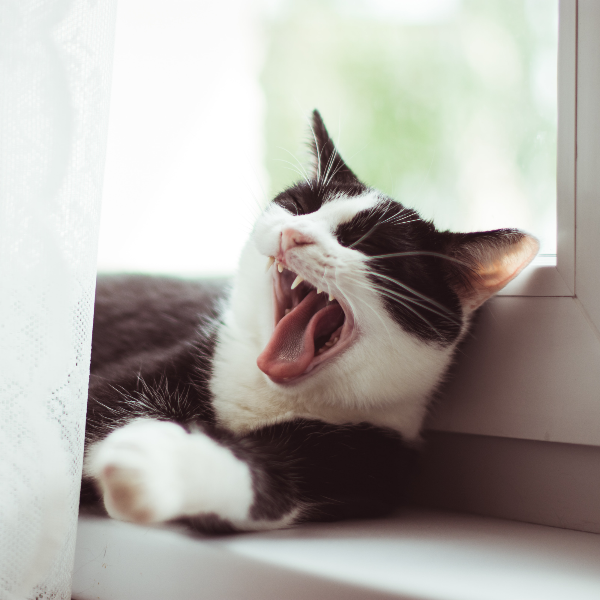 고양이 구강영양제
