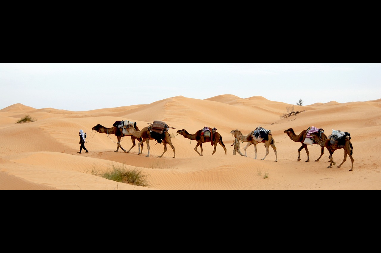 사하라 사막 낙타들이 걸어다니는 사진