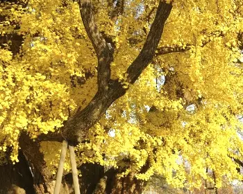 반계리 은행나무_10