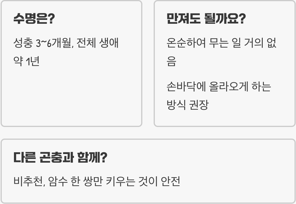 두점박이사슴벌레 키우기 방법부터 먹이, 사육장 세팅까지 완벽 가이드