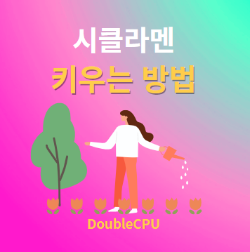 시클라멘 키우기