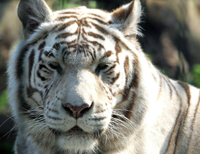 2025년 7월 호랑이띠(생년별) 운세