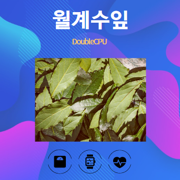 월계수잎 알아보기