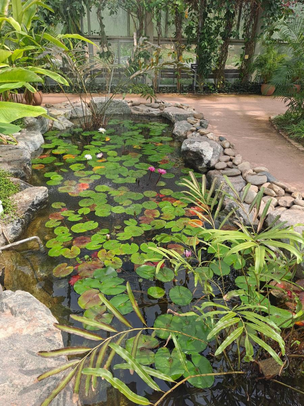 온실 속 작은연못