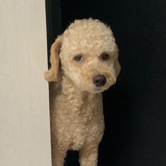 강아지 호두 아몬드 피스타치오 땅콩 마카다미아 피칸 먹어도 되나