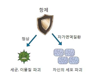 면역작용