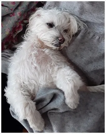 강아지 신부전에 좋은 음식 추천_22