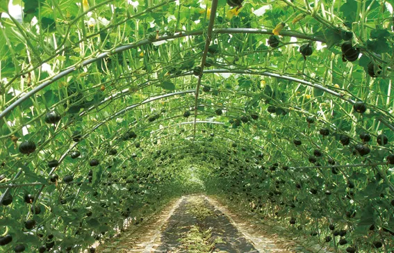 단호박 재배 직파 요령 덩굴 유인 당도 관리_2