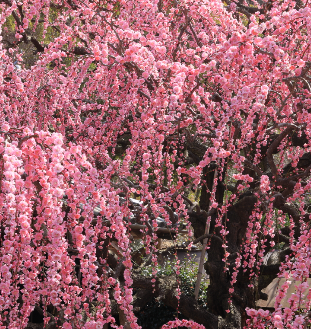 수양홍도화 능수홍도화의 차이 생김세 묘목 열매