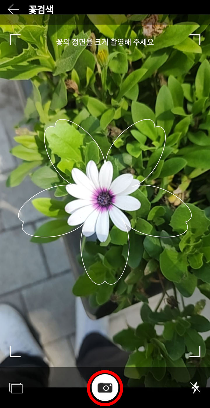 오스테오스퍼멈1