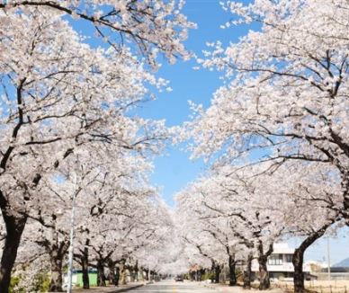 익산 벚꽃