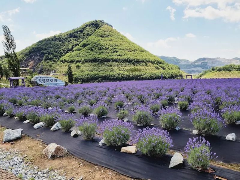 무릉별유천지 라벤더꽃축제