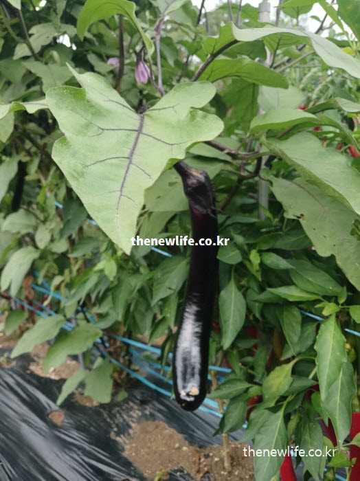 활성산소를 제거하여 노화를 방지하는 가지 효능을 보여주는 실물 사진