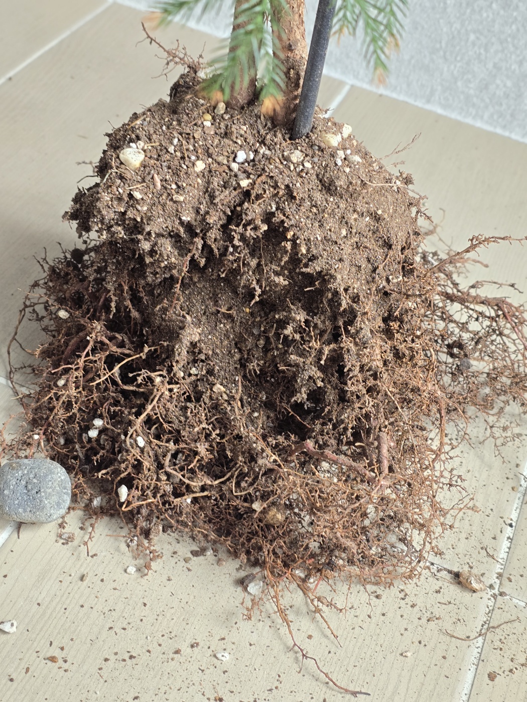 건강한 아라우카리아의 뿌리입니다.