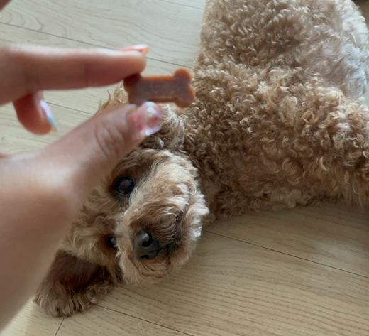 강아지 골절 종류, 증상, 수술 후 관리법 총정리