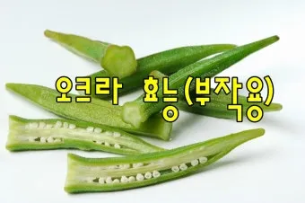 오크라 효능 재배법 손질 수확 요리 보관까지 한눈에 보기_41