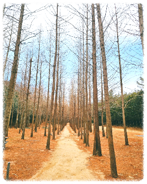 벌영리 메타세콰이어 숲