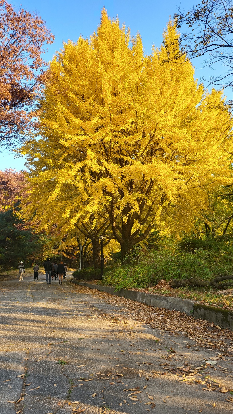 백련사 은행나무길-4
