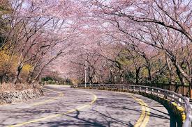 부산 달맞이길 벚꽃 드라이브 코스