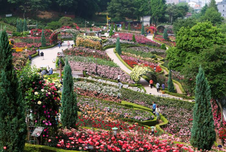부천 백만송이 장미축제 2025