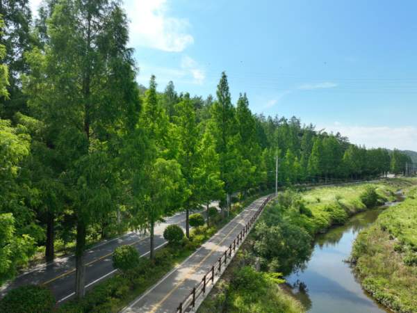 보성의 초록 시간: 차밭 사이를 걷는 여행