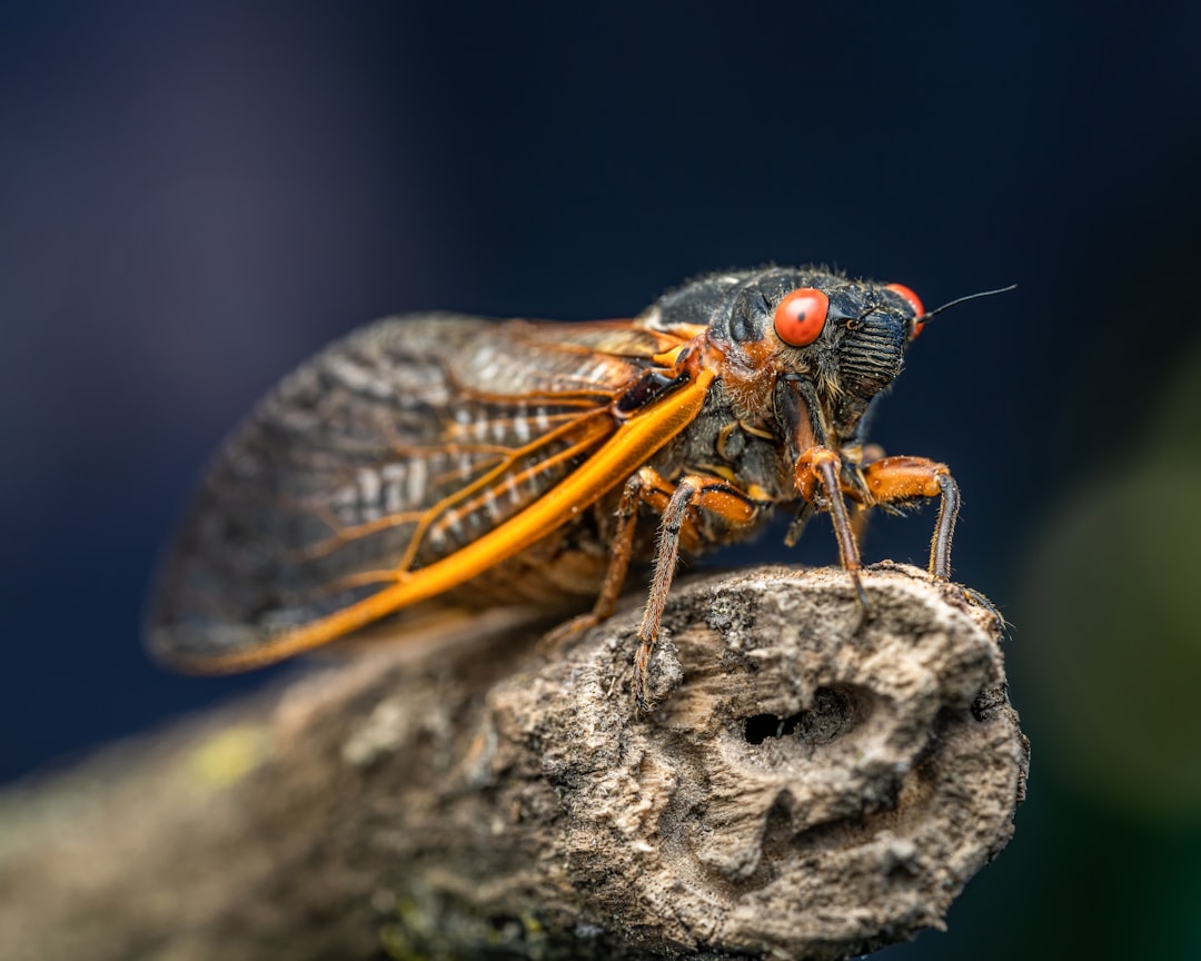 Cockroach.