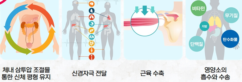 나트륨역할