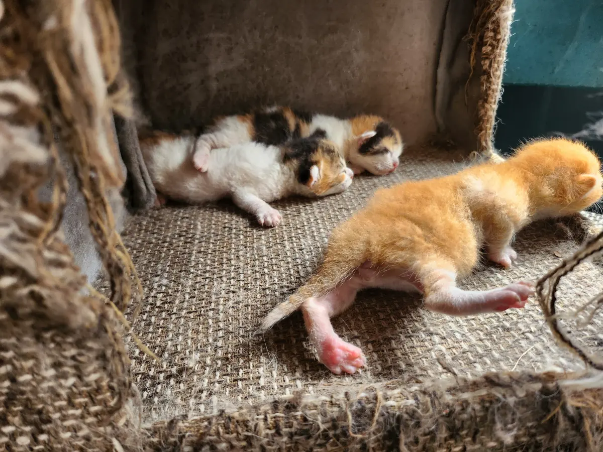제주-아일랜드-플라워팜-동물원-아기-고양이