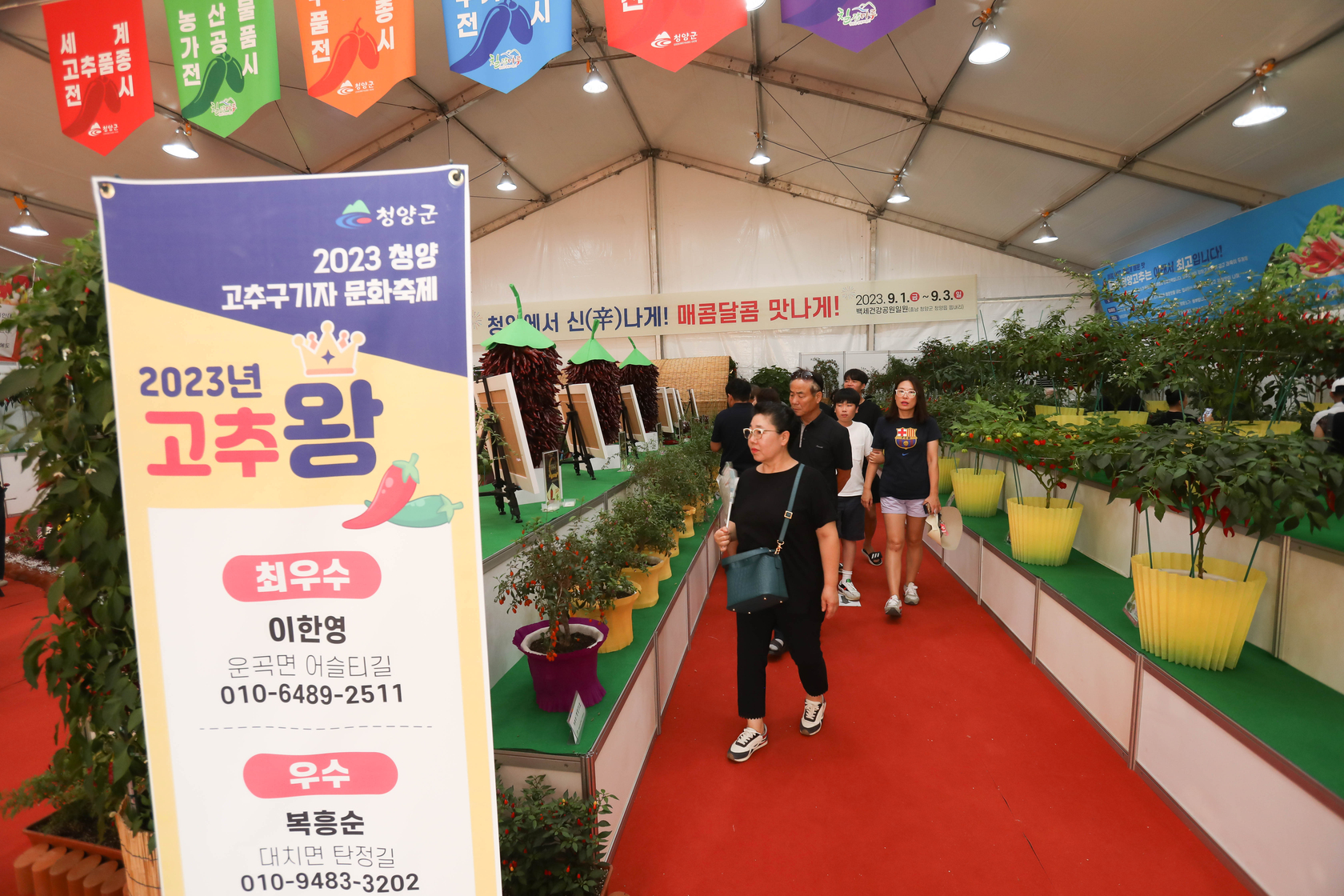 청양고추구기자 문화 축제