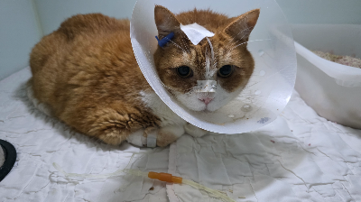 아깽이부터 코 색깔&middot;촉촉함&middot;콧물로 알아보는 건강 신호 코 상태와 건강 확인법 총정리