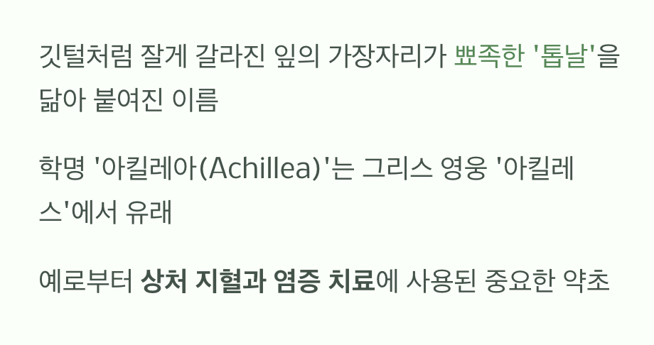 &amp;#39;톱날&amp;#39;을 닮은 잎&amp;#44; 이름의 비밀