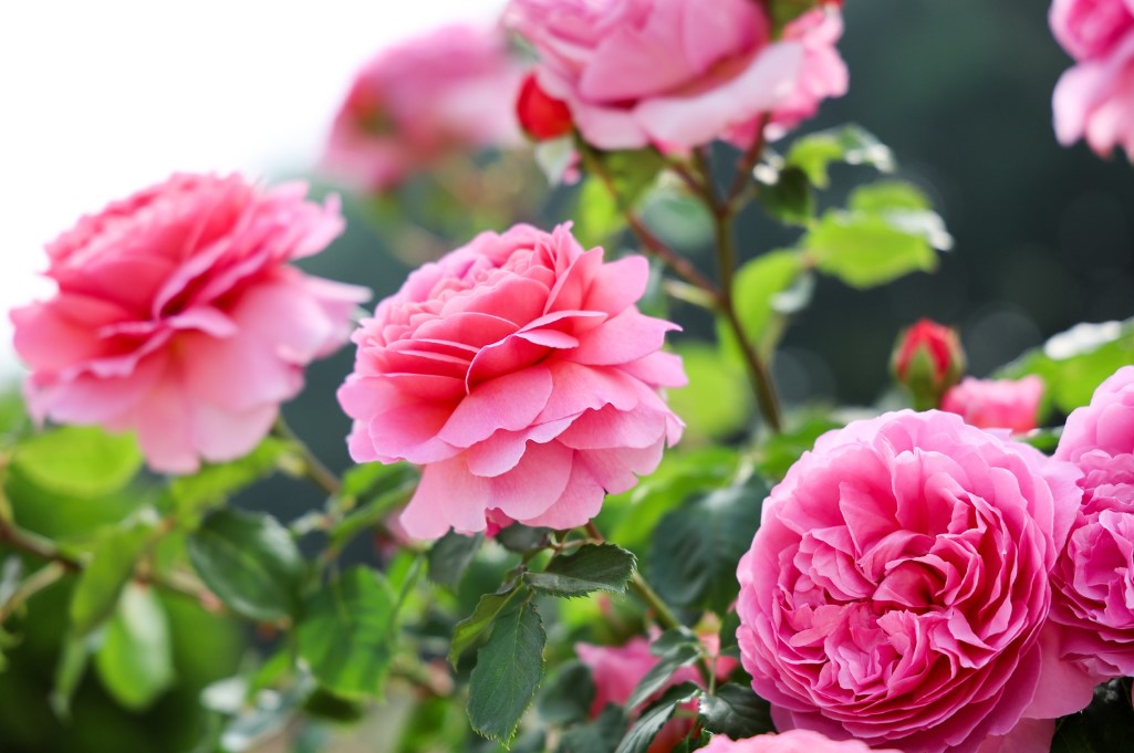 부천 백만송이 장미원 장미축제