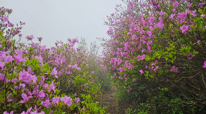 산청 황매산 철쭉축제