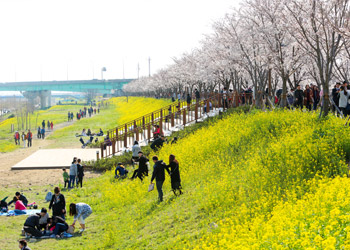 부산 강서구 벚꽃 축제