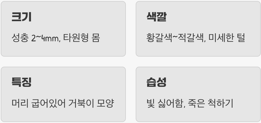 동글동글 작고 붉은 외모