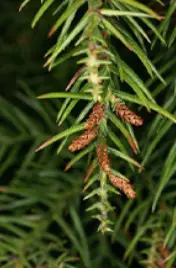 꽃가루알레르기발생-삼나무-이미지