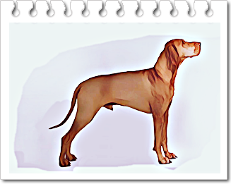 사냥견.
헝가리언 비즐라(Hungarian Vizsla)