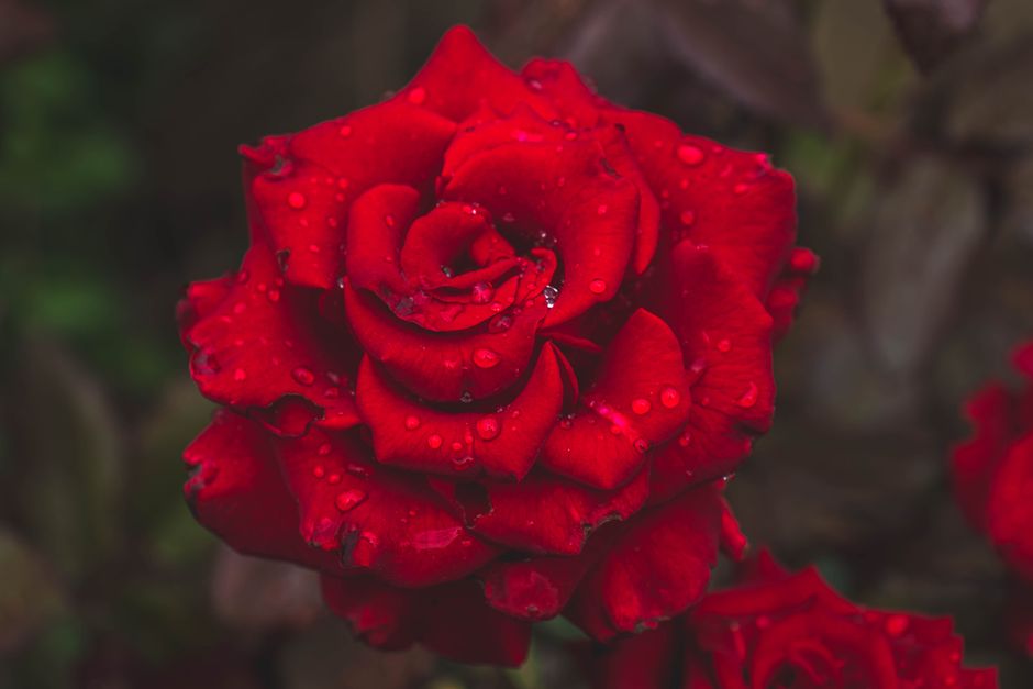 Close-up of a vibrant red rose covered in dew droplets, showcasing its intricate beauty.