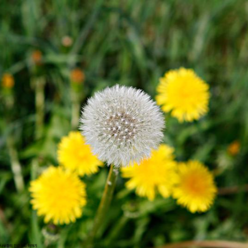 민들레 효능