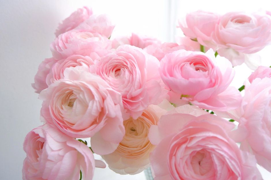Close-up of beautiful pink ranunculus blooms with soft petals in gentle light.
