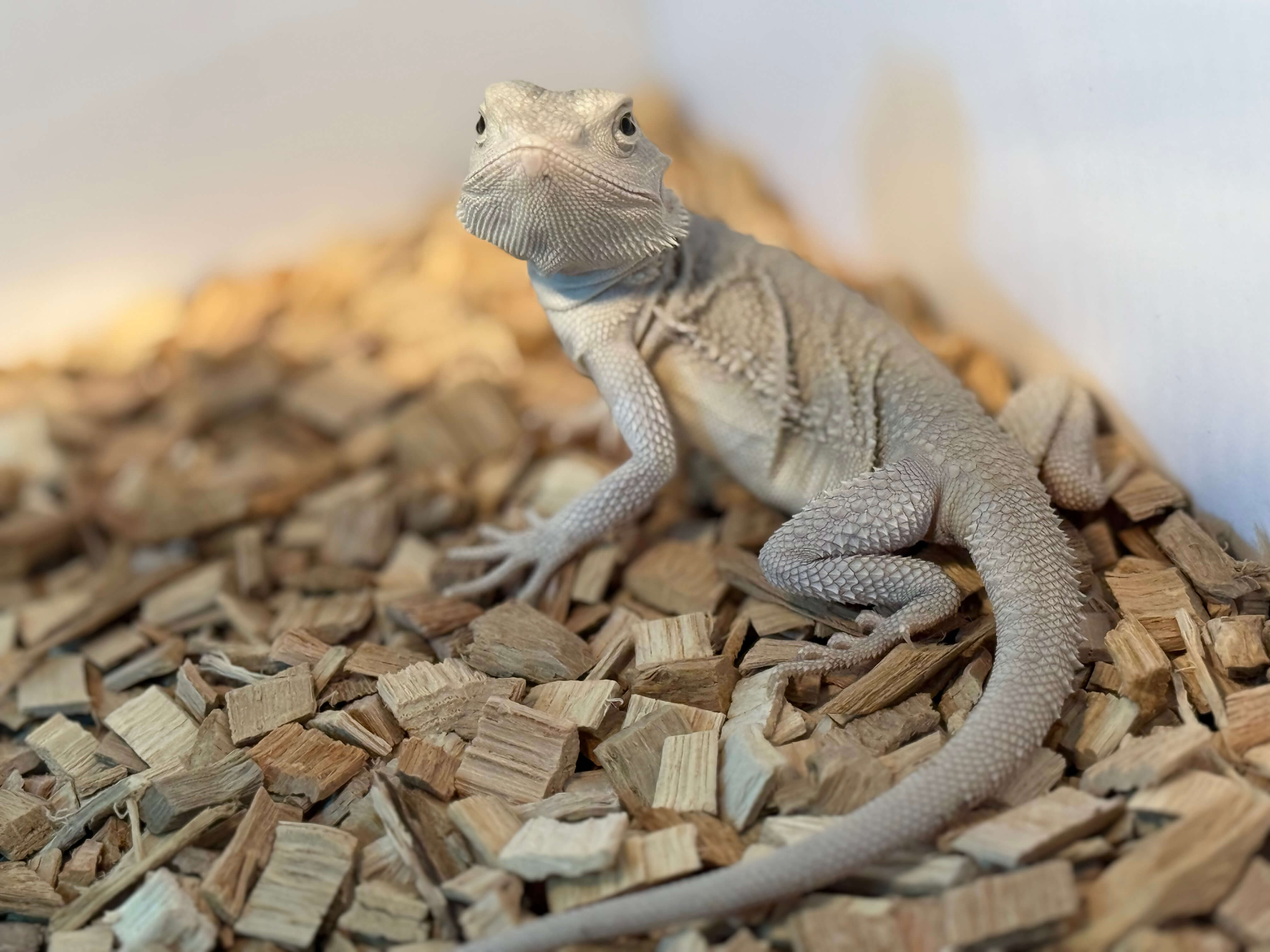 비어디드래곤 제로