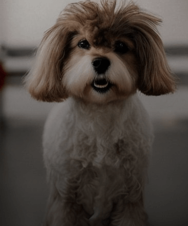 유튜브쇼츠만들기