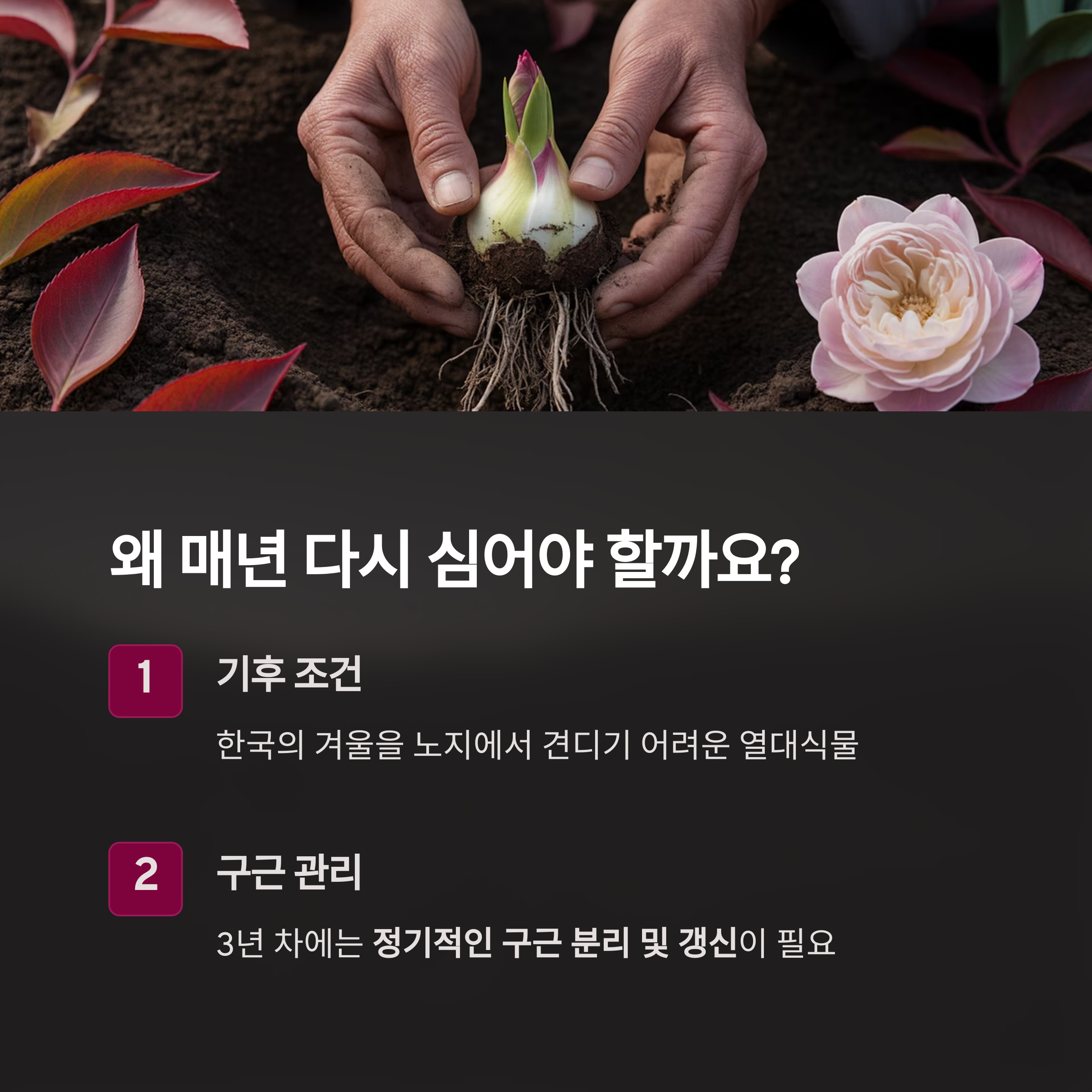 튜베로즈, 왜 매년 다시 심어야 할까요?