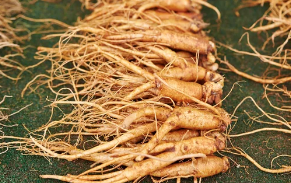 장뇌삼/출처:어도비스톡