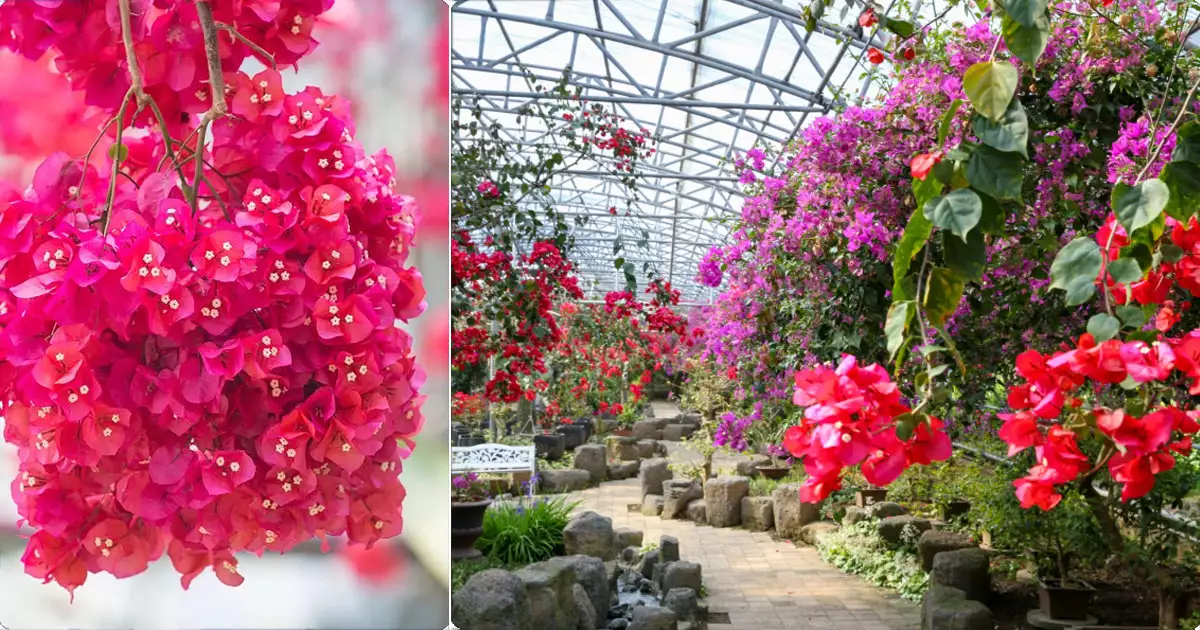 한림공원 부겐빌레아 축제